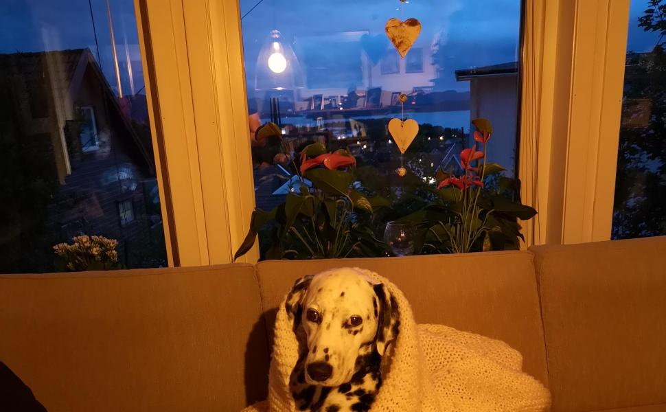 Tilbakemelding fra elev