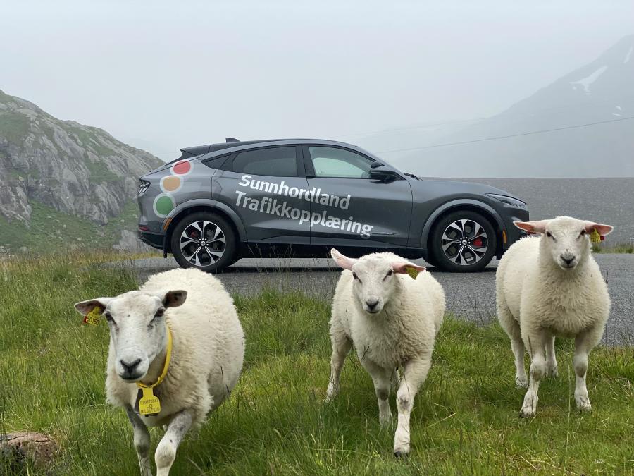 Mustang med sauer